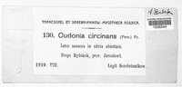 Cudonia circinans image